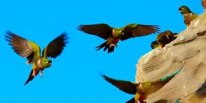 Loros Barranqueros