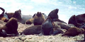 Lobos Marinos